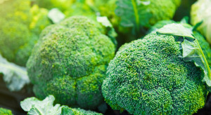 Naukowcy: Brokuł i brukselka korzystnie wpływają na zdrowie żył