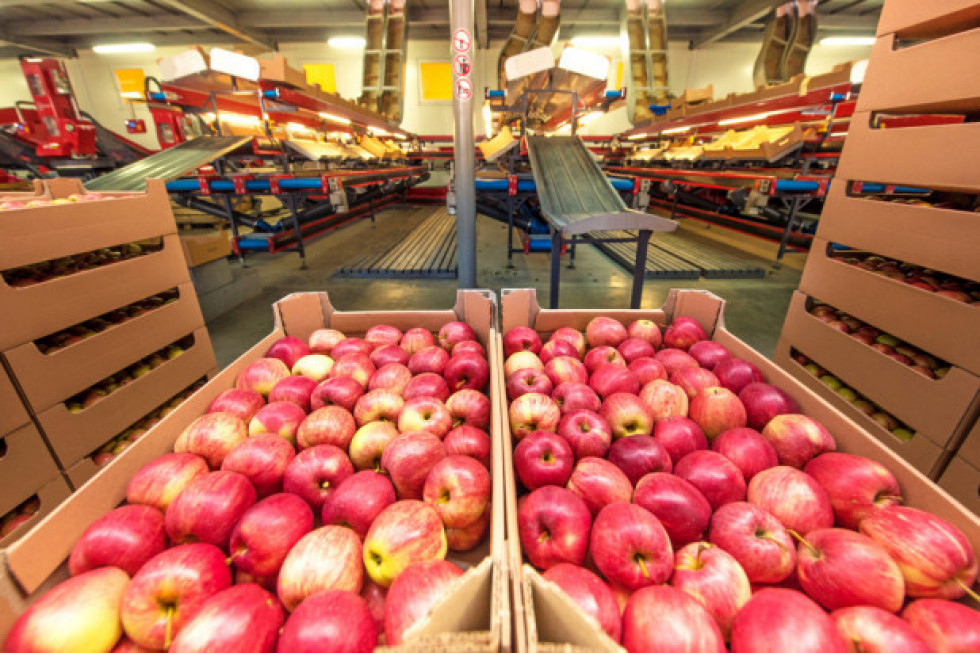 Unia Owocowa: jak prawidłowo liczyć koszty sprzedaży jabłek?