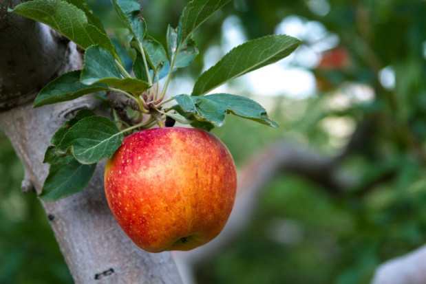 W sierpniu jabłka cieszyły się największą popularnością spośród owoców (badanie)