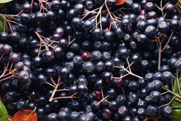 Skup aronii rozpoczął się na przeważającym obszarze kraju w drugiej dekadzie sierpnia/ fot. shutterstock Jak przebiegał skup aronii w sezonie 2020?