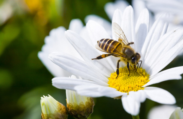 Naukowcy: Ekstrakt z konopi przedłuża życie pszczół narażonych na działanie pestycydów