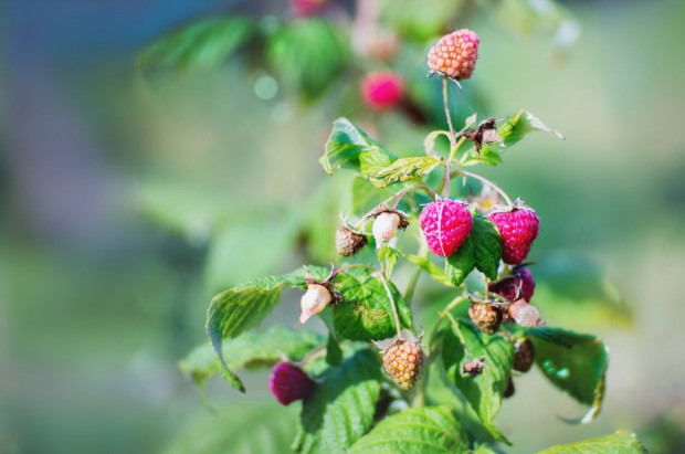 W całym kraju, mimo opadów, nadal utrzymuje się susza rolnicza/ fot. shutterstock.com IUNG o suszy: Wody najbardziej brakuje krzewom owocowym