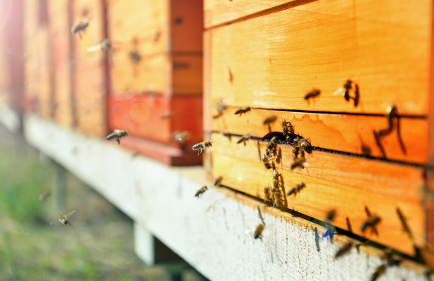 Akcja ma tytuł "Pszczoły wracają do naszych lasów" / fot.shutterstock.com Lasy Państwowe rozpoczęły akcję wpierającą osiedlanie się pszczół