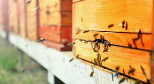 Lasy Państwowe rozpoczęły akcję wpierającą osiedlanie się pszczół