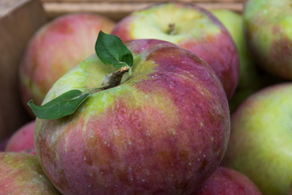 Bronisze: Przybywa jabłek odmian jesiennych, w sprzedaży dostępny Cortland