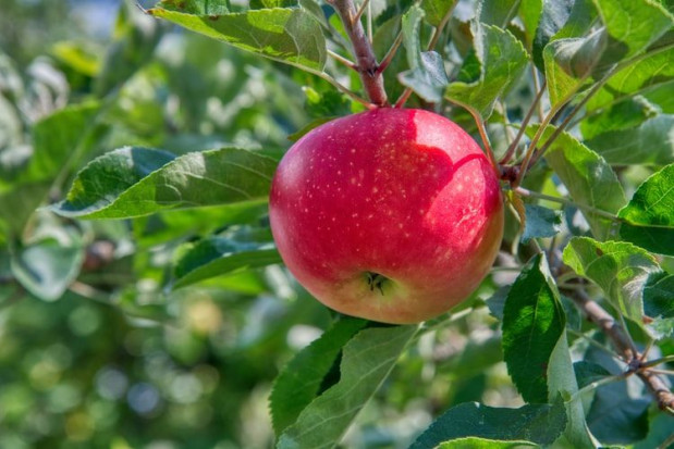 Ochrona jabłek przed chorobami przechowalniczymi