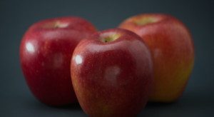 Francja: Dobre zbiory nowej odmiany klubowej jabłoni – Zingy