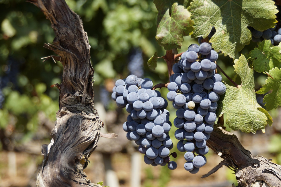 Wkrótce rozpocznie się ekologiczne winobranie w Dworze Sanna na Roztoczu