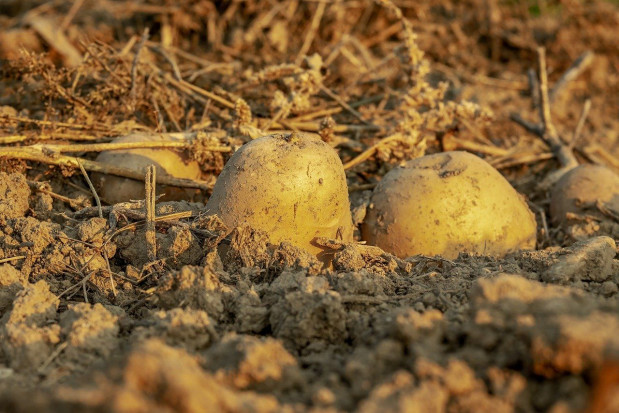 System ma umożliwić śledzenie produktu „od pola do stołu,” co w koncepcji „zielonego ładu” Unii Europejskiej określa się mianem: from Farm to Fork/ fot. pixabay KOWR: Powstaje koncepcja projektu Paszportyzacji Żywności