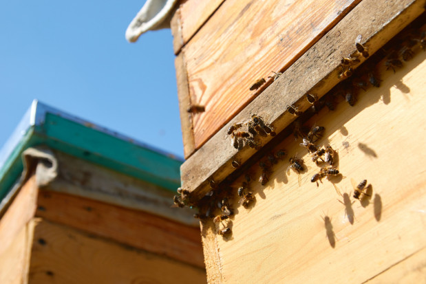 Na kwotę 15 tys. zł szacuje się straty powstałe w wyniku kradzieży w pasiece/ fot. shutterstock.com Kradzież w pasiece- straty sięgają 15 tys. zł