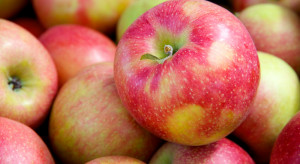 Zbiory 2020: Krótsze szypułki - częsty problem przy tegorocznych zbiorach jabłek