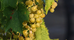 Niemcy: Zbiory winogron będą wyższe niż rok temu