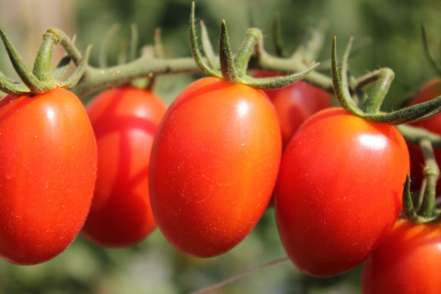 Bayer rozpoczyna prace nad odmianami pomidora z odpornością na ToBRFV