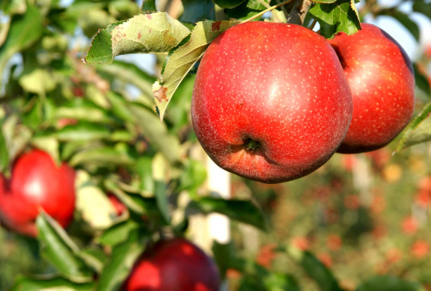 W Holandii popyt na jabłka jest wysoki, ta tendencja trwa od miesięcy/ fot. shutterstock.com Holandia: Jabłek jest mniej a popyt nadal wysoki