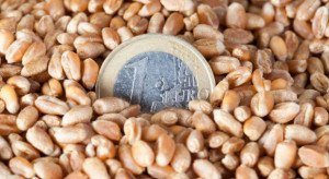 Do ARiMR wpłynęło 63 tys. wniosków o dopłaty do nasion