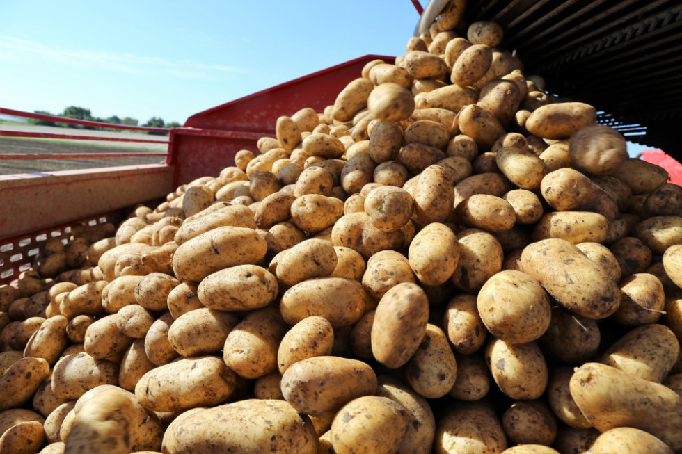 GUS: Ceny ziemniaków w skupie 40 proc niższe niż w ubiegłym roku