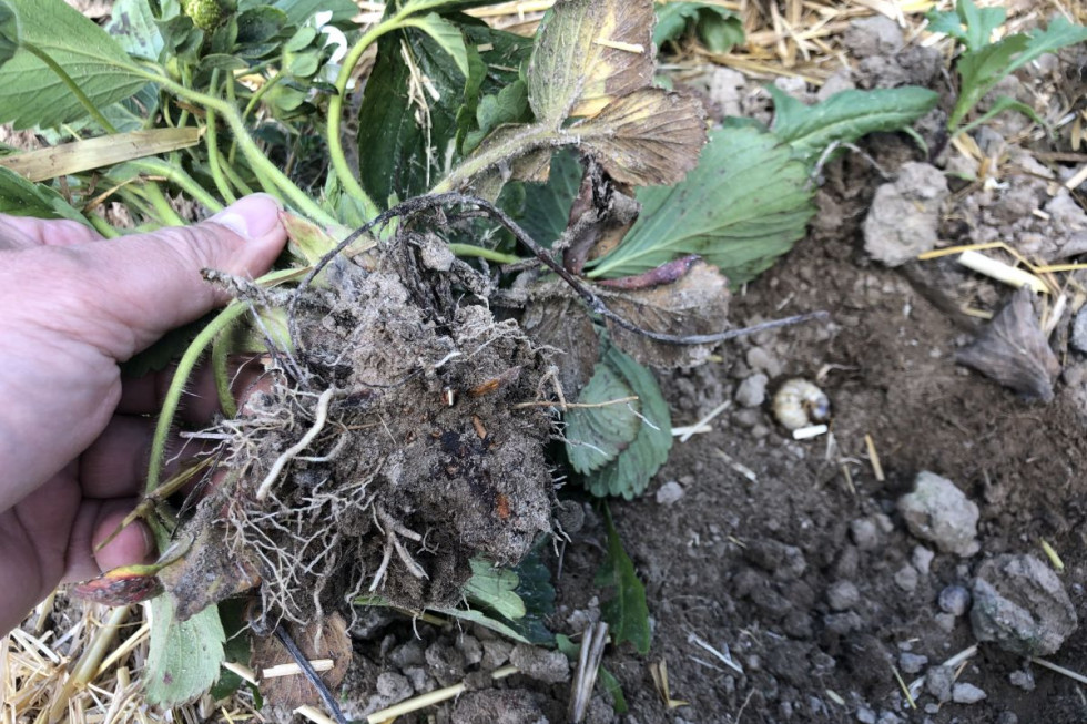 Czas na zwalczanie szkodników glebowych na plantacjach truskawki (zdjęcia)