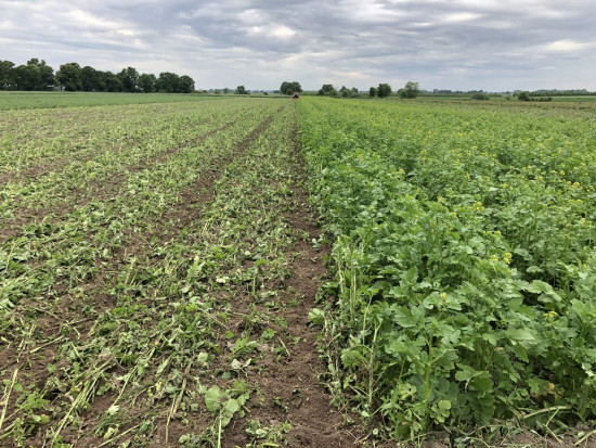 Dobry przedplon z roślin fitosanitarnych to jeden z najlepszych sposobów eliminacji szkodników glebowych/ fot. Doradca Jagodowy Czas na zwalczanie szkodników glebowych na plantacjach truskawki (zdjęcia)