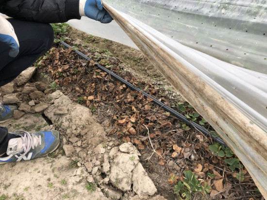 Odmiana Alba uprawiana na przyspieszony zbiór zdziesiątkowana przez żerowanie larw opuchlaka / fot. Doradca Jagodowy Czas na zwalczanie szkodników glebowych na plantacjach truskawki (zdjęcia)
