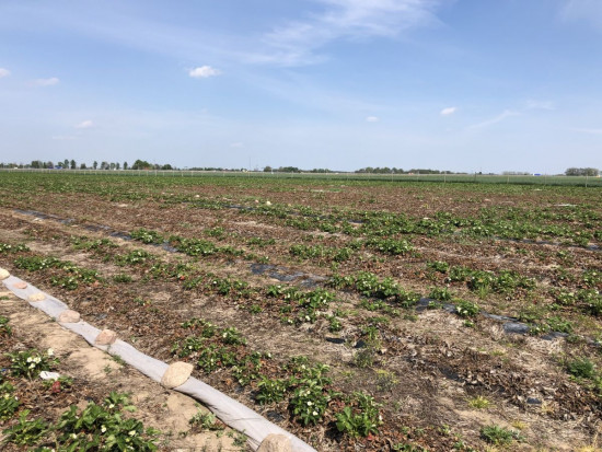 Plantacja odm. Clery zdziesiątkowana przez żerowanie larw opuchlaka/ fot. Doradca Jagodowy Czas na zwalczanie szkodników glebowych na plantacjach truskawki (zdjęcia)