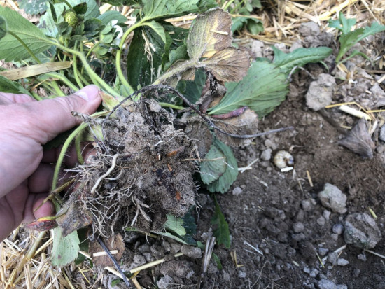 Uszkodzenia systemu korzeniowego dwuletniej sadzonki przez pędraka/ fot. Doradca Jagodowy Czas na zwalczanie szkodników glebowych na plantacjach truskawki (zdjęcia)
