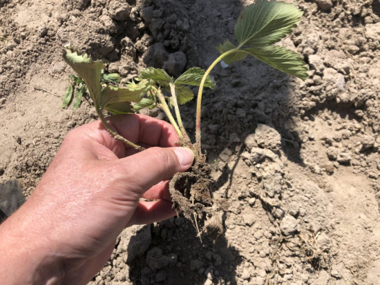 Uszkodzenia młodej sadzonki przez pędraka/ fot. Doradca Jagodowy Czas na zwalczanie szkodników glebowych na plantacjach truskawki (zdjęcia)