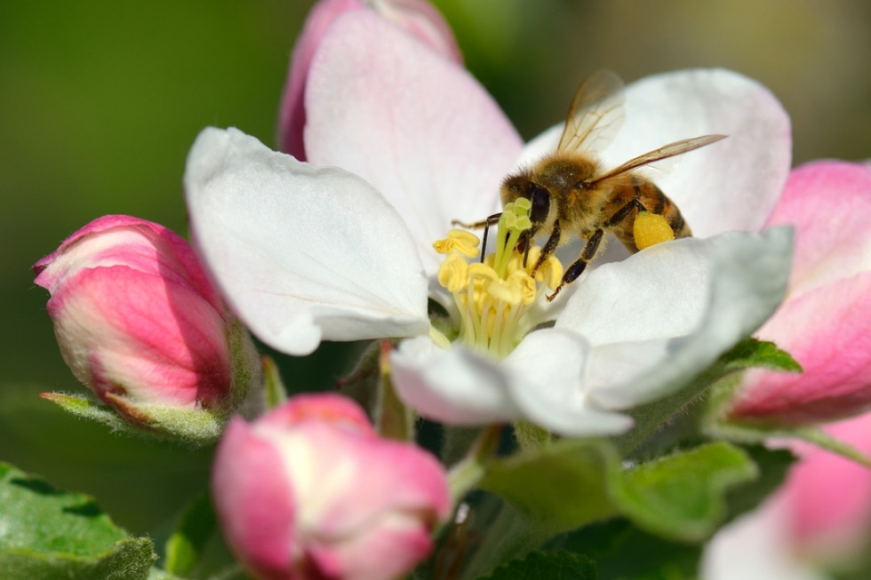 Adoptuj pszczołę (i motyla) – ruszyła ósma edycja akcji Greenpeace