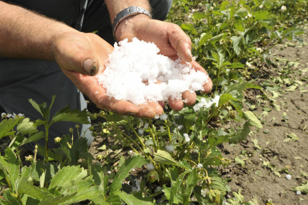 MRiRW informuje, że nie jest planowana zmiana w poddziałaniu polegająca na uchyleniu warunku przyznania pomocy/ fot.shutterstock.com KRIR: Wsparcie inwestycji w odtwarzajanie potencjału produkcji rolnej - bez zmian