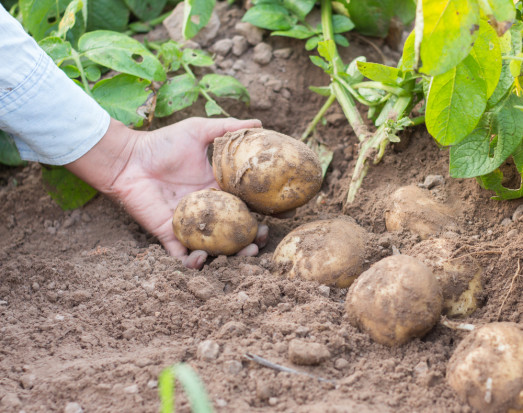 Zatwierdzenie substancji czynnej dikwat do stosowania w środkach ochrony roślin nie zostało odnowione/ fot.shutterstock.com KRIR: Co zamiast dikwatu w uprawie ziemniaka?
