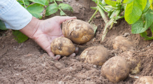 KRIR: Co zamiast dikwatu w uprawie ziemniaka?