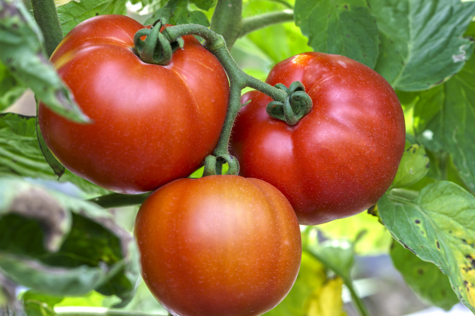 Płatność do pomidorów przyznawana tylko do upraw założonych z rozsady