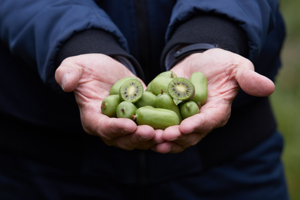 Regularne spożywanie owoców MiniKiwi powoduje wzmocnienie układu odpornościowego/ fot. materiały prasowe MINI KIWI - naturalne wzmocnienie odporność w okresie jesiennym