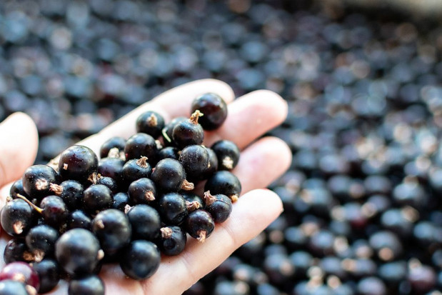 Po raz pierwszy od co najmniej sześciu lat cena czarnej porzeczki była zadowalająca/ fot. shutterstock Czarne porzeczki 2020: ceny w skupach pozwoliły w tym roku zarobić plantatorom