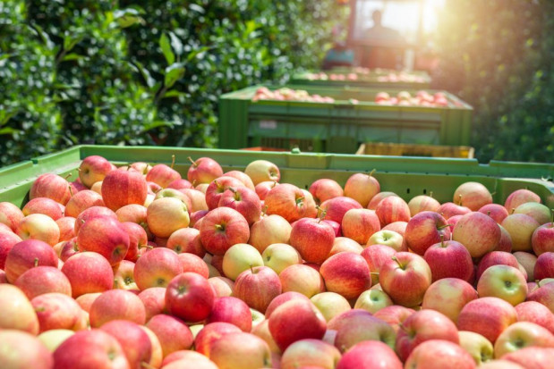 Węgry: Wielkość produkcji jabłek i gruszek zmniejszy się o połowę w 2020 r.