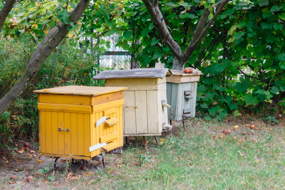 Powiat biłgorajski: Złodzieje ukradli 9 uli wraz z pszczołami