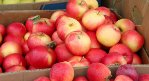 Rynki hurtowe: Ceny jabłek znów spadły (analiza)