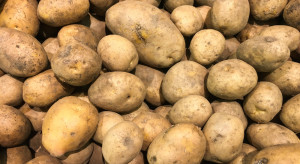 Ekspert: Wysokie zbiory ziemniaka, ale niskie ceny