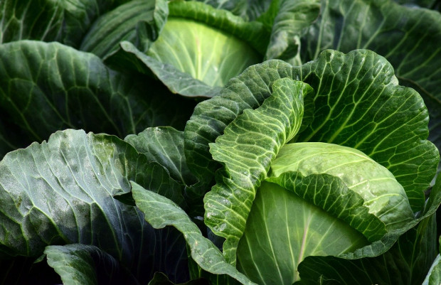 Tegoroczne zbiory kapusty ocenia się na ponad 0,9 mln t/ fot. pixabay GUS: Produkcja warzyw gruntowych wyniesie blisko 4,0 mln ton