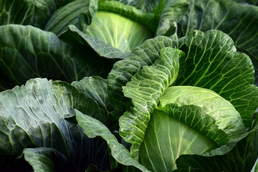 GUS: Produkcja warzyw gruntowych wyniesie blisko 4,0 mln ton