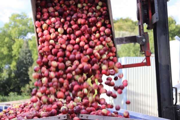 Mazowsze: Ceny jabłek przemysłowych spadły do 40 gr/kg
