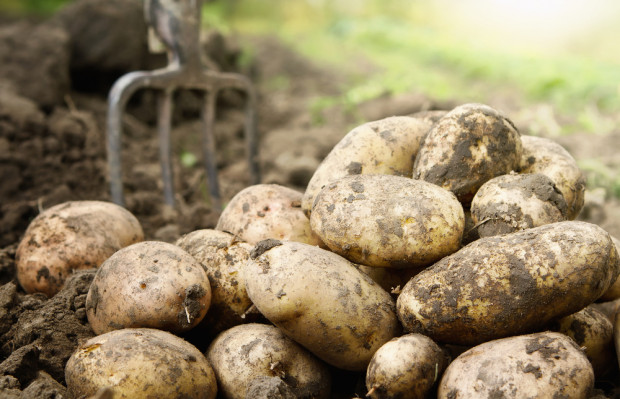 Ocenia się, że plony ziemniaków w bieżącym roku wyniosą 249 dt/ha/ fot. shutterstock.com GUS: tegoroczne zbiory ziemników wyższe niż w przed rokiem