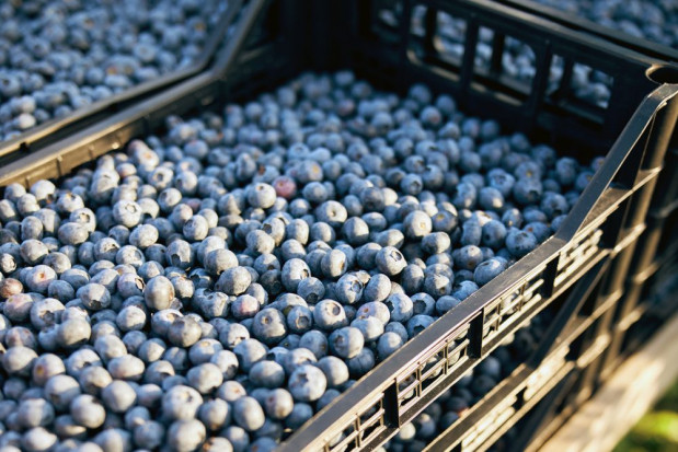 Ceny borówki amerykańskiej utrzymywały się na dość wysokim poziomie przez cały sezon/ fot. shutterstock Ukraina: Sezon borówkowy dobiega końca. Ceny pozostały na dość wysokim poziomie