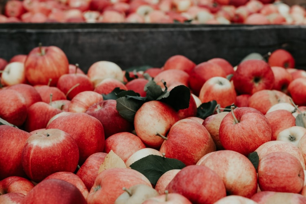 Anna Litwin: Spadki cen jabłek nie mają racjonalnego wytłumaczenia