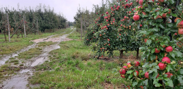 Deszcz przeszkadza sadownikom w zbiorach jabłek (zdjęcia)