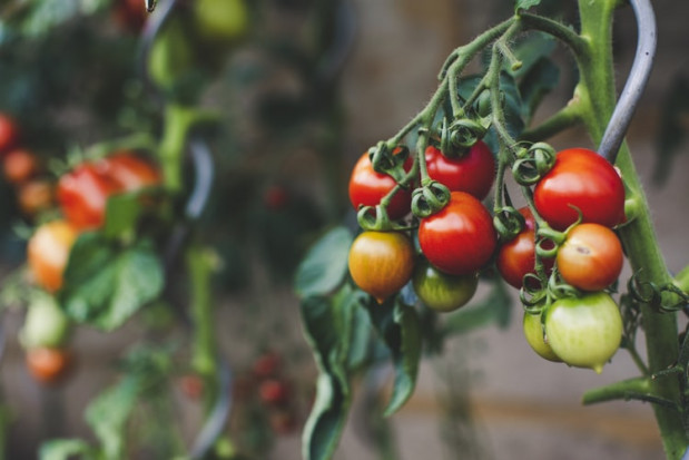 Wprowadzenie tej innowacji potencjalnie zapewni bezpieczną produkcję pomidorów, zarówno w dużych międzynarodowych koncernach, jak i w mniejszych gospodarstwach/ unsplash.com Enza Zaden identyfikuje gen o wysokim poziomie odporności na ToBRFV