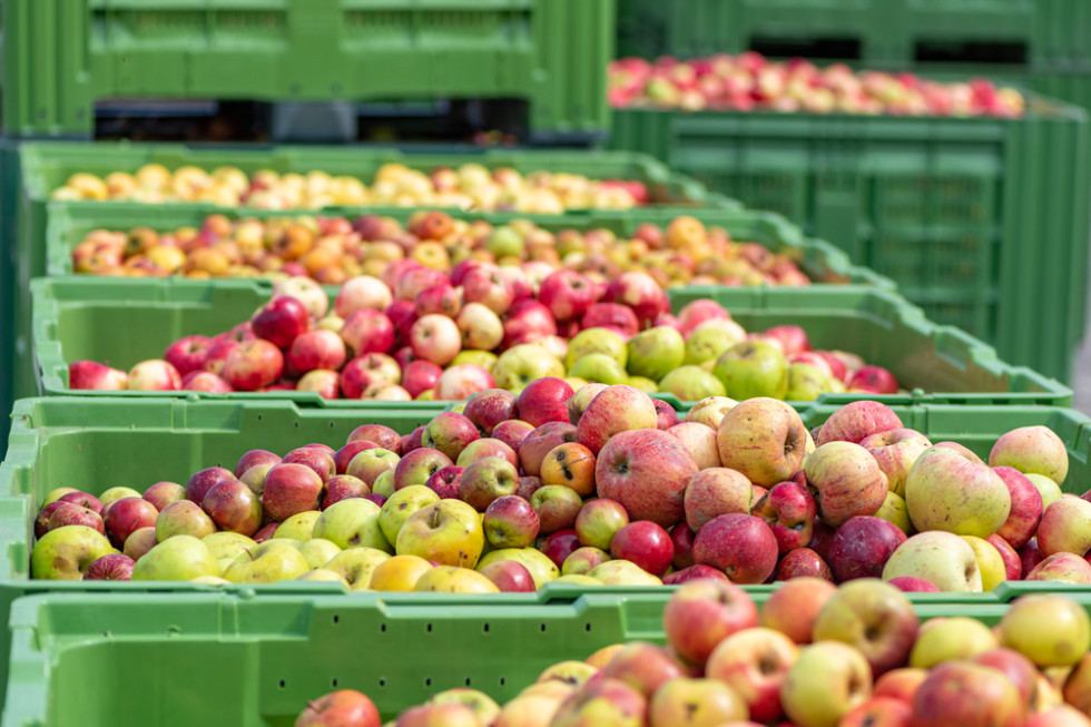Mazowsze: Rosną ceny jabłek przemysłowych