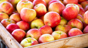 Poseł PiS o cenach jabłek: Państwo nie jest w stanie pomóc sadownikom