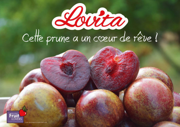 Lovita®, nowa odmiana śliwki o czerwonym miąższu, właśnie pojawi się na rynku francuskim/ fot. www.facebook.com/lovitaplum Lovita - nowa odmiana śliwek dostępna na francuskim rynku