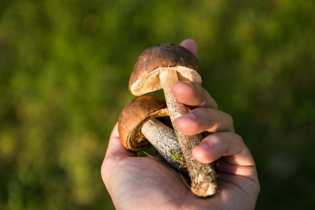 Będą kary za brak uprawnień do zbierania grzybów?