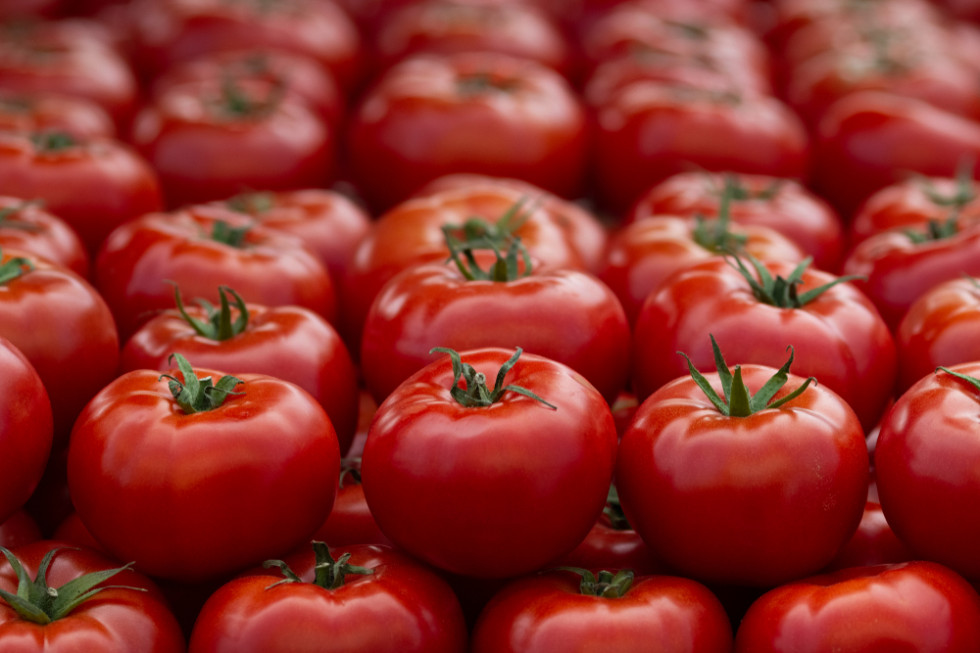 Eksport pomidorów z Hiszpanii spada siódmy sezon z rzędu